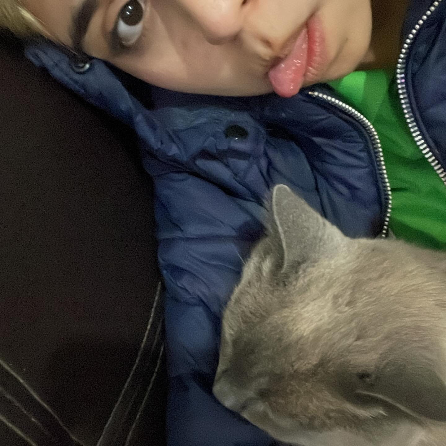 Gatito
