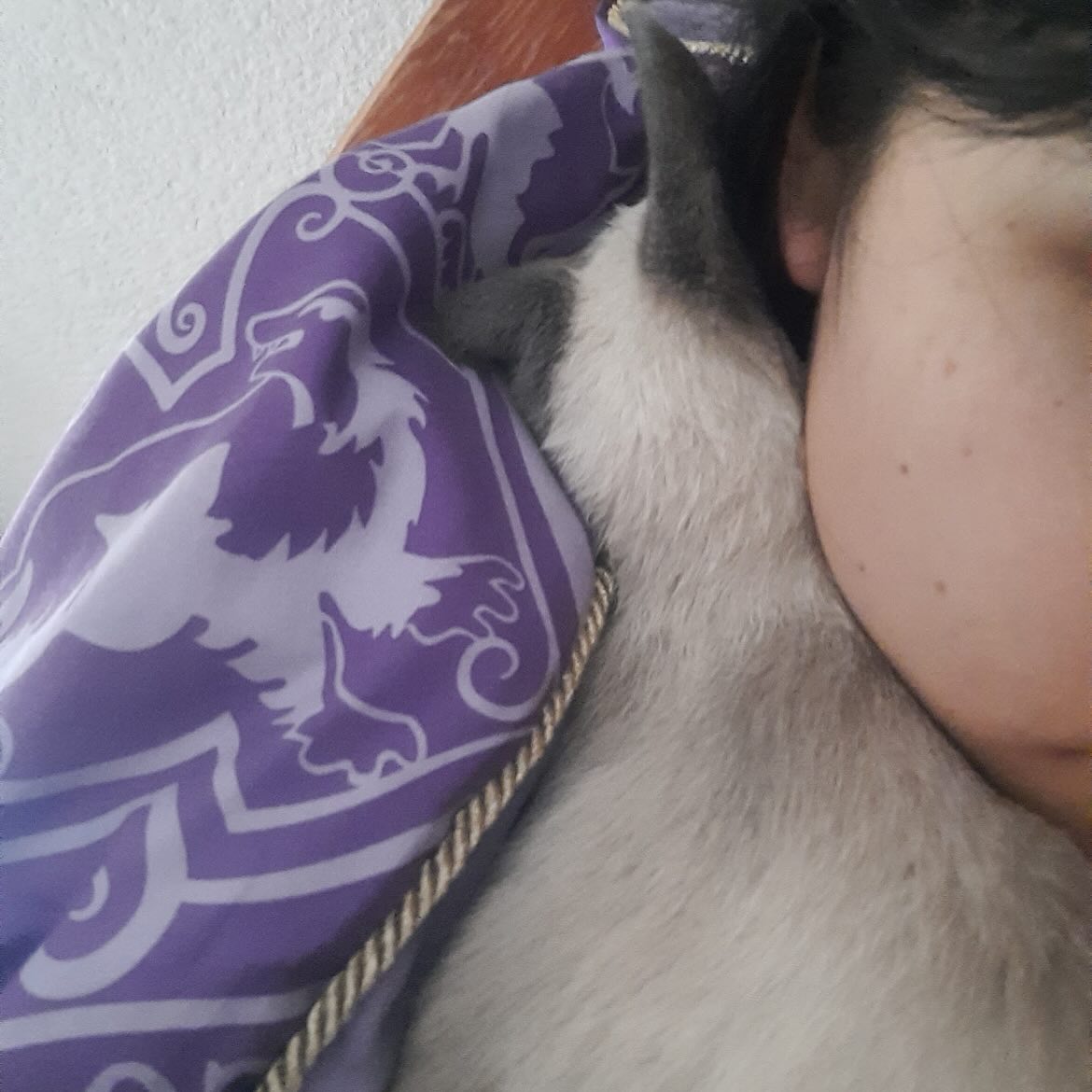 Gatito