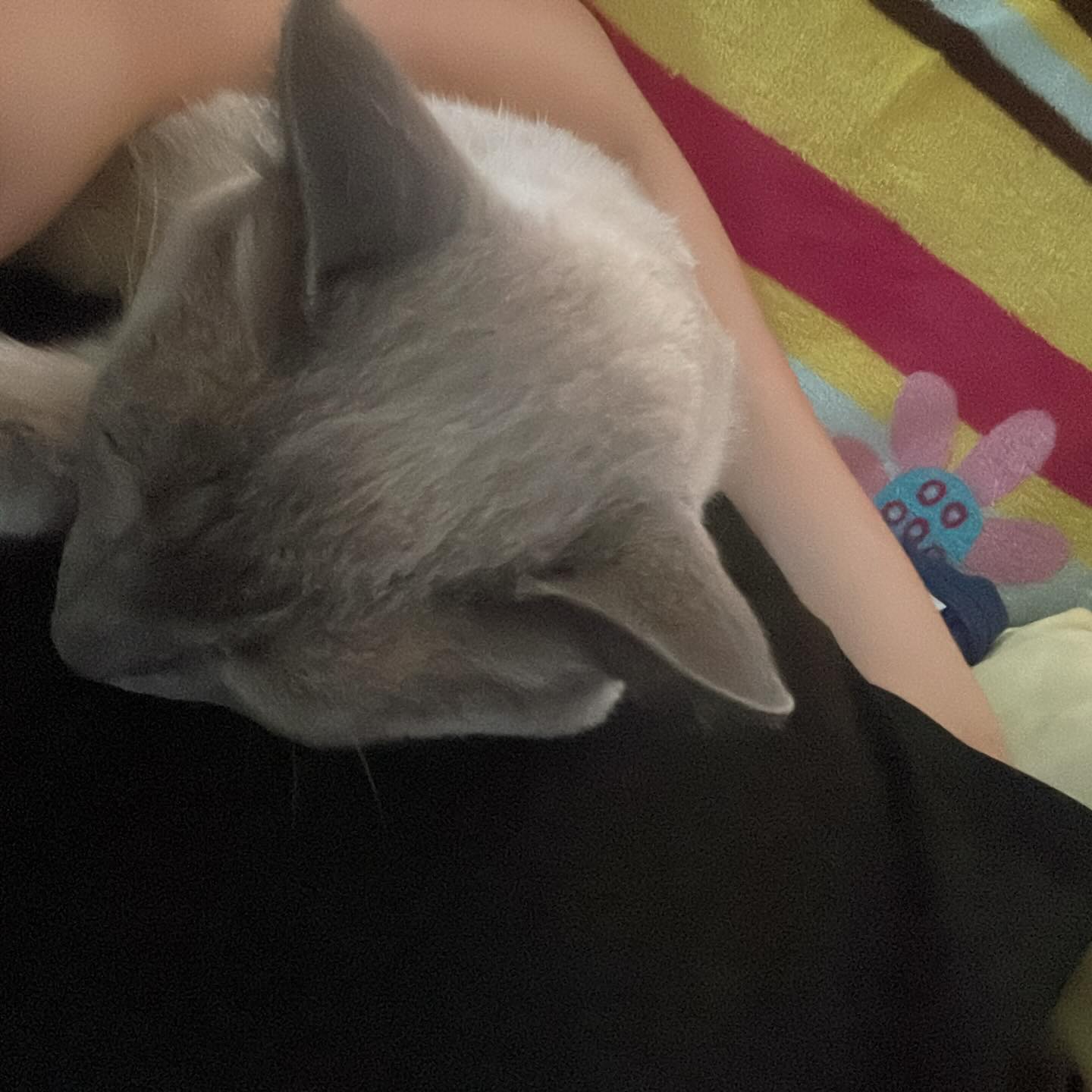Gatito