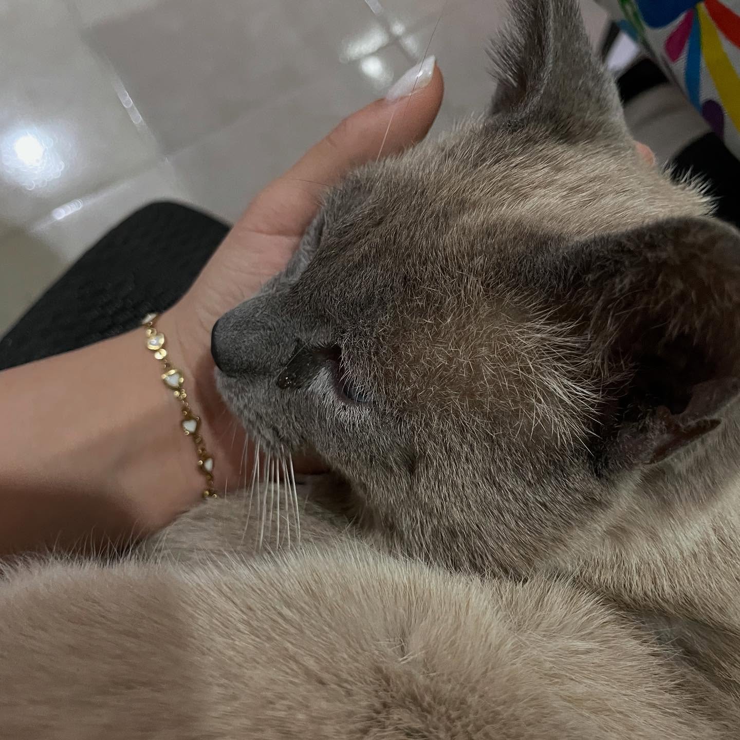 Gatito