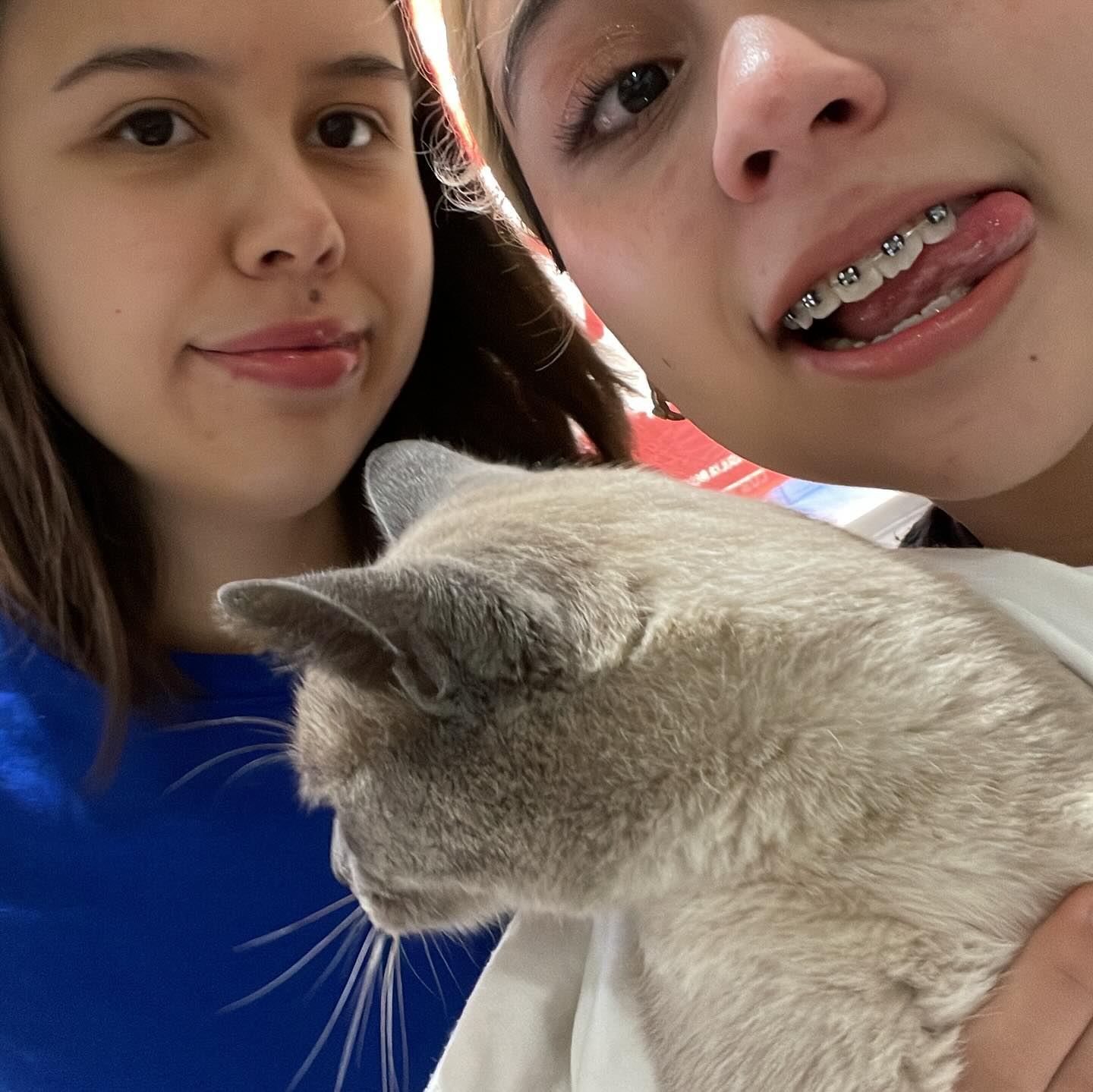 Gatito
