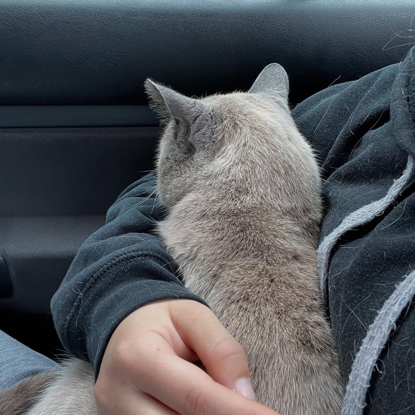 Gatito