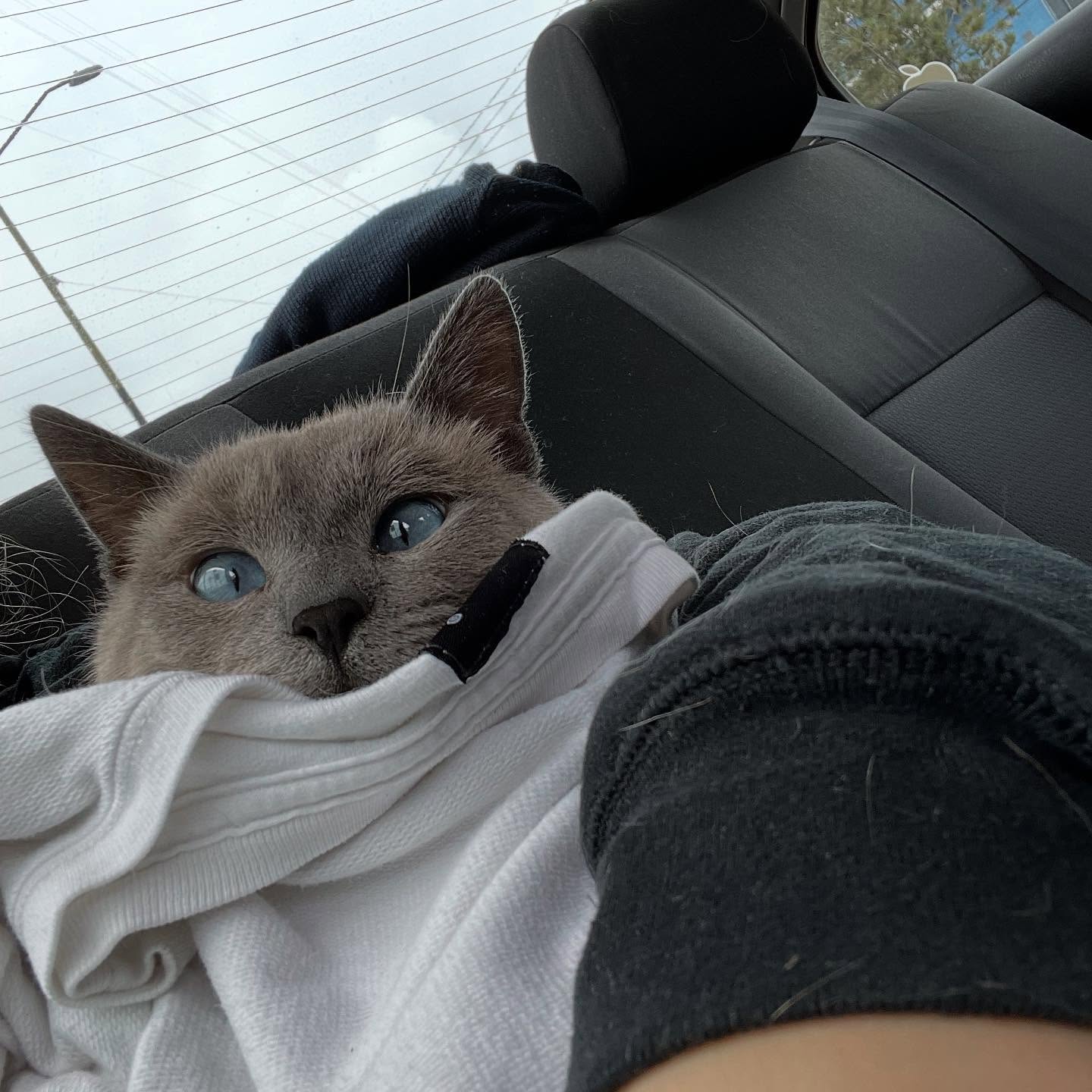 Gatito
