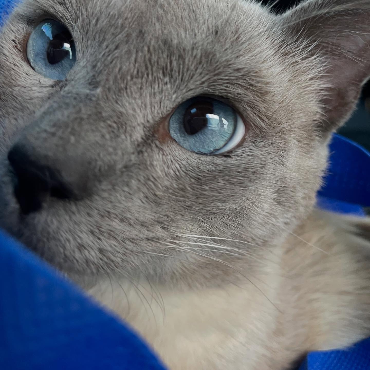 Gatito