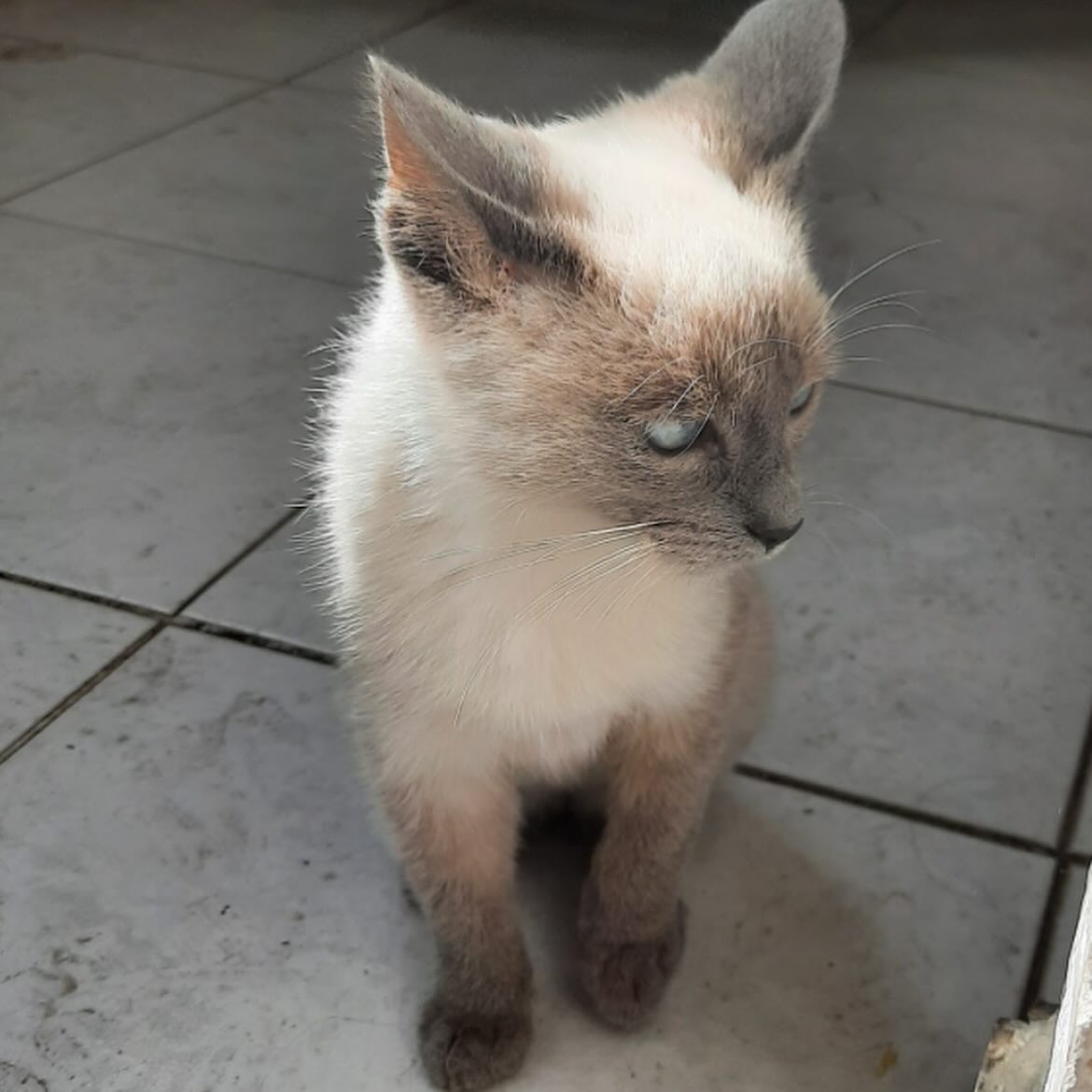 Gatito