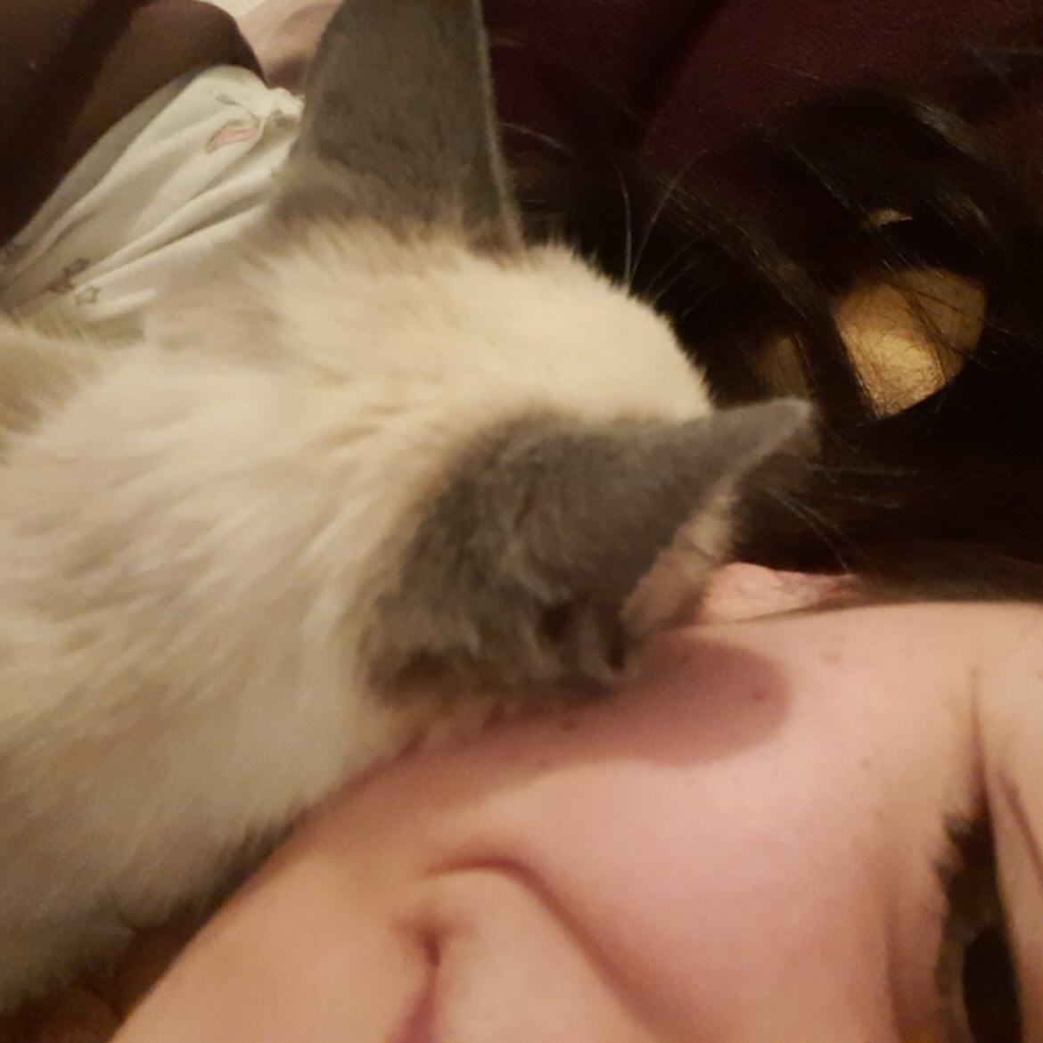 Gatito