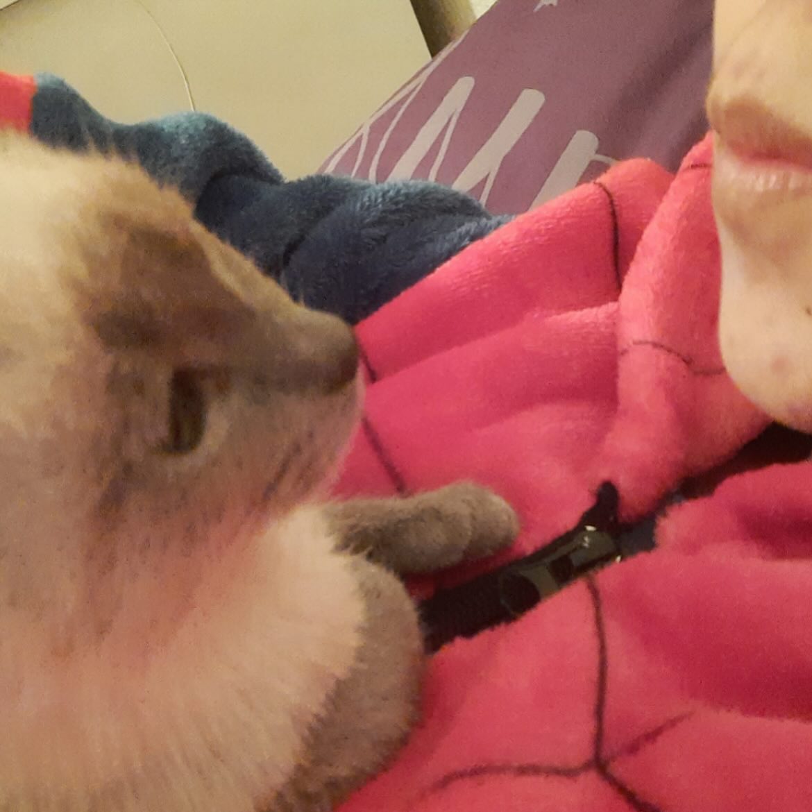 Gatito