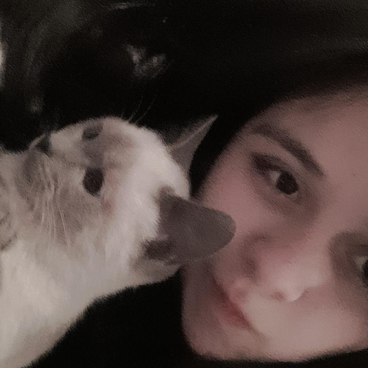 Gatito